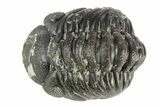 Long Curled Austerops Trilobite - Morocco #252774-2